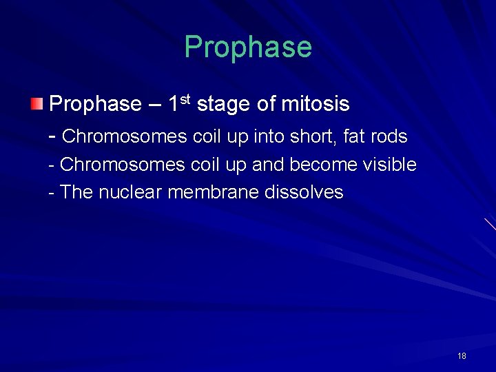 Prophase – 1 st stage of mitosis - Chromosomes coil up into short, fat