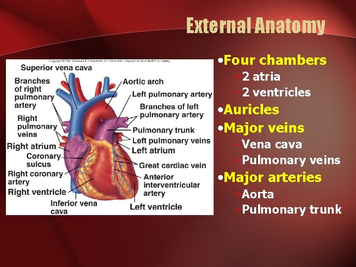 External Anatomy • Four chambers – 2 atria – 2 ventricles • Auricles •
