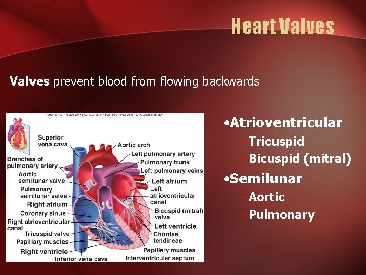 Heart Valves prevent blood from flowing backwards • Atrioventricular –Tricuspid –Bicuspid (mitral) • Semilunar