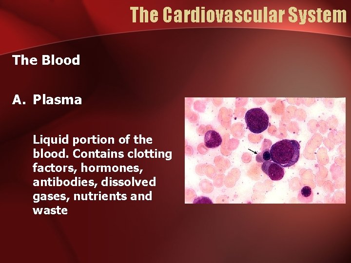 The Cardiovascular System The Blood A. Plasma Liquid portion of the blood. Contains clotting