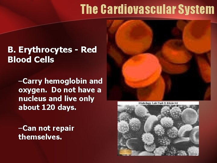 The Cardiovascular System B. Erythrocytes - Red Blood Cells –Carry hemoglobin and oxygen. Do