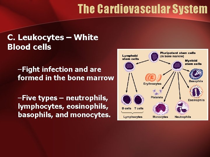 The Cardiovascular System C. Leukocytes – White Blood cells –Fight infection and are formed