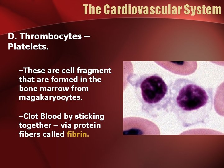 The Cardiovascular System D. Thrombocytes – Platelets. –These are cell fragment that are formed