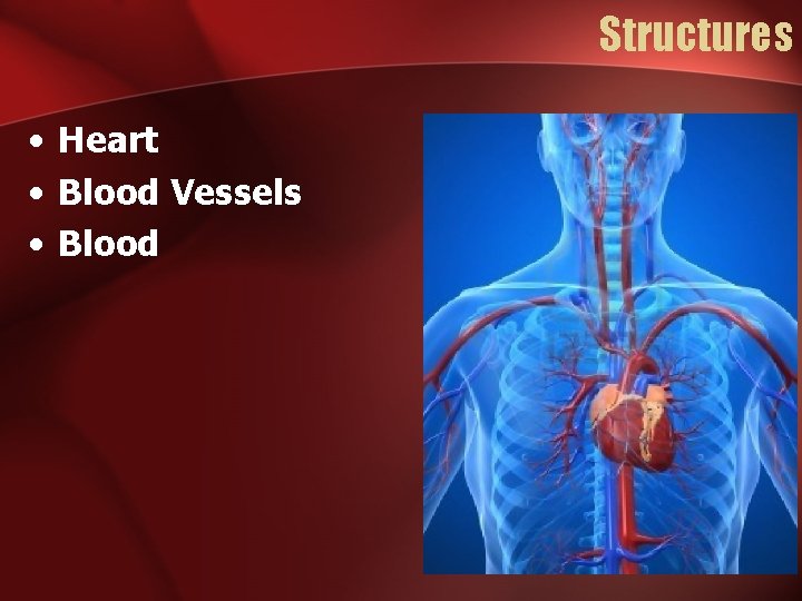 Structures • Heart • Blood Vessels • Blood 