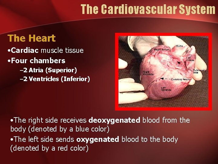 The Cardiovascular System The Heart • Cardiac muscle tissue • Four chambers – 2
