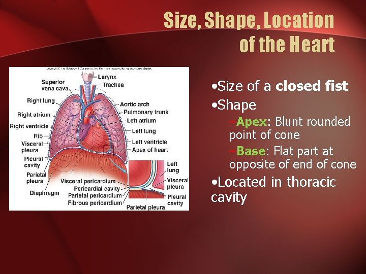 Size, Shape, Location of the Heart • Size of a closed fist • Shape
