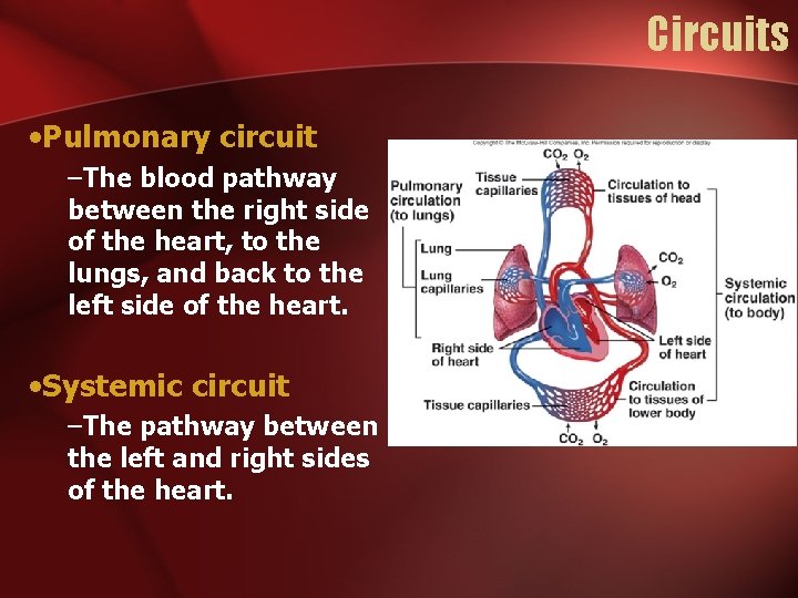 Circuits • Pulmonary circuit –The blood pathway between the right side of the heart,