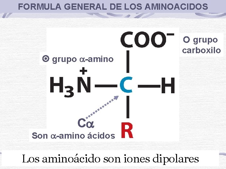 FORMULA GENERAL DE LOS AMINOACIDOS grupo -amino grupo carboxilo C Son -amino ácidos Los