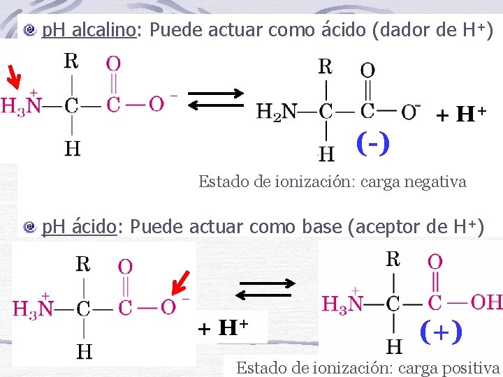 p. H alcalino: Puede actuar como ácido (dador de H+) - (-) + H+