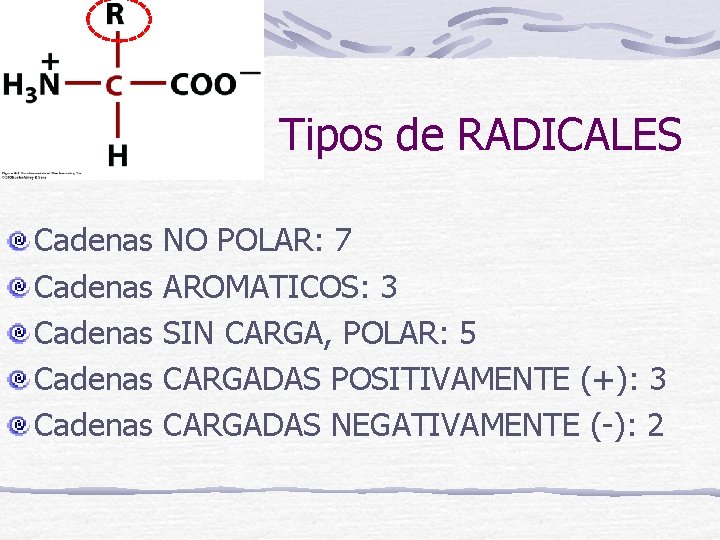Tipos de RADICALES Cadenas Cadenas NO POLAR: 7 AROMATICOS: 3 SIN CARGA, POLAR: 5