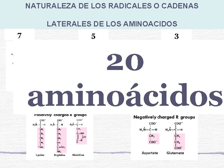 NATURALEZA DE LOS RADICALES O CADENAS LATERALES DE LOS AMINOACIDOS 7 5 3 20