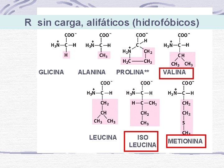 R sin carga, alifáticos (hidrofóbicos) GLICINA ALANINA PROLINA** LEUCINA ISO LEUCINA VALINA METIONINA 