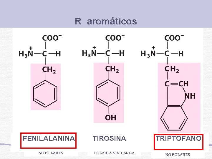 R aromáticos FENILALANINA NO POLARES TIROSINA POLARES SIN CARGA TRIPTOFANO NO POLARES 