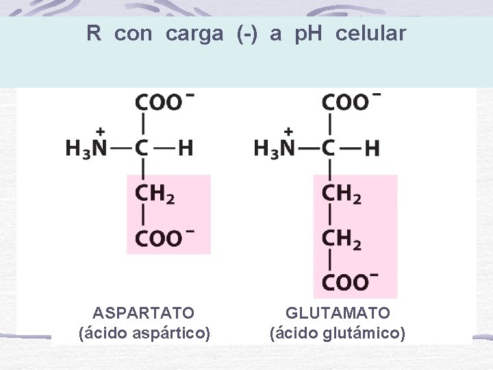R con carga (-) a p. H celular ASPARTATO (ácido aspártico) GLUTAMATO (ácido glutámico)