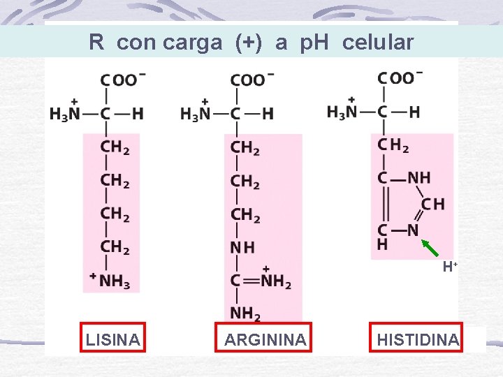 R con carga (+) a p. H celular H+ LISINA ARGININA HISTIDINA 