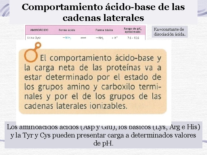 Comportamiento ácido-base de las cadenas laterales Ka=constante de disociación ácida. Los aminoácidos (Asp y