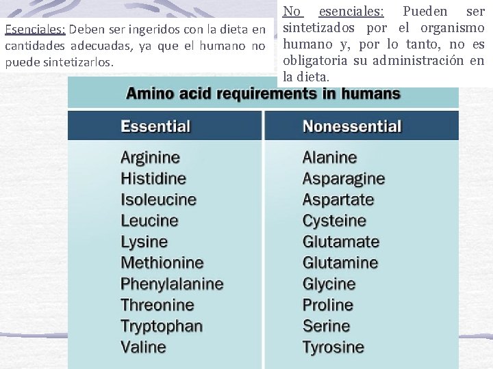 Esenciales: Deben ser ingeridos con la dieta en cantidades adecuadas, ya que el humano