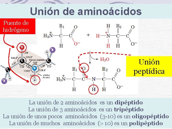 Unión de aminoácidos Puente de hidrógeno Unión peptídica La unión de 2 aminoácidos es