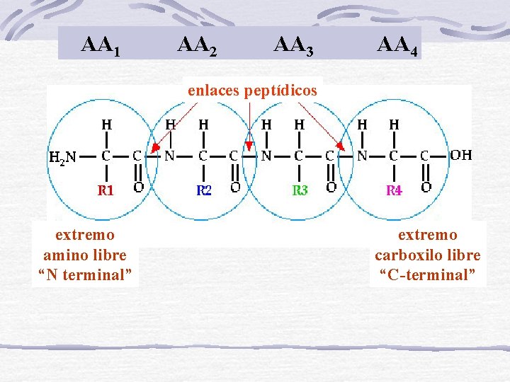 AA 1 AA 2 AA 3 AA 4 enlaces peptídicos extremo amino libre “N