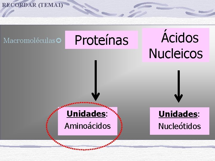 RECORDAR (TEMA 1) Macromoléculas Proteínas Unidades: Aminoácidos Ácidos Nucleicos Unidades: Nucleótidos 