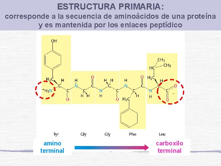 ESTRUCTURA PRIMARIA: corresponde a la secuencia de aminoácidos de una proteína y es mantenida