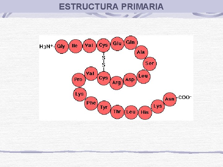 ESTRUCTURA PRIMARIA 