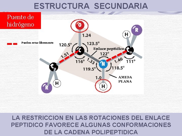 ESTRUCTURA SECUNDARIA Puente de hidrógeno Pueden rotar libremente LA RESTRICCION EN LAS ROTACIONES DEL