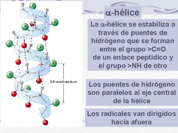  -hélice La -hélice se estabiliza a través de puentes de hidrógeno que se