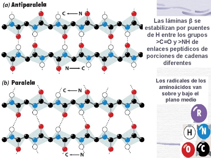 Las láminas β se estabilizan por puentes de H entre los grupos >C=O y