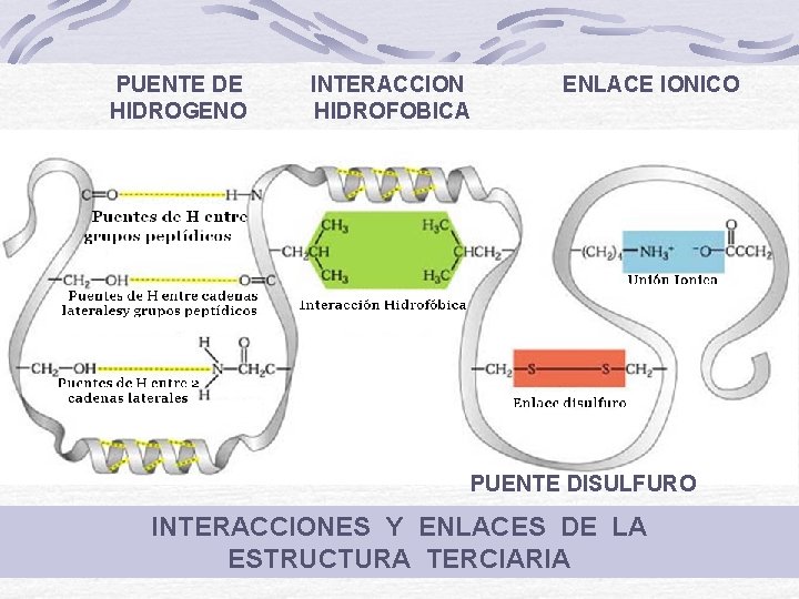 PUENTE DE HIDROGENO INTERACCION HIDROFOBICA ENLACE IONICO PUENTE DISULFURO INTERACCIONES Y ENLACES DE LA