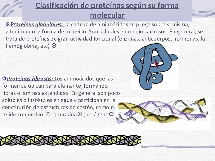 Clasificación de proteínas según su forma molecular Proteínas globulares: La cadena de aminoácidos se