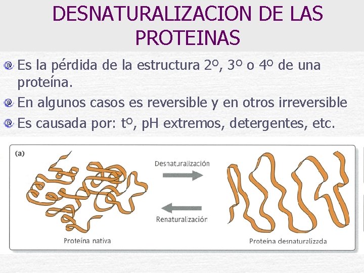 DESNATURALIZACION DE LAS PROTEINAS Es la pérdida de la estructura 2º, 3º o 4º