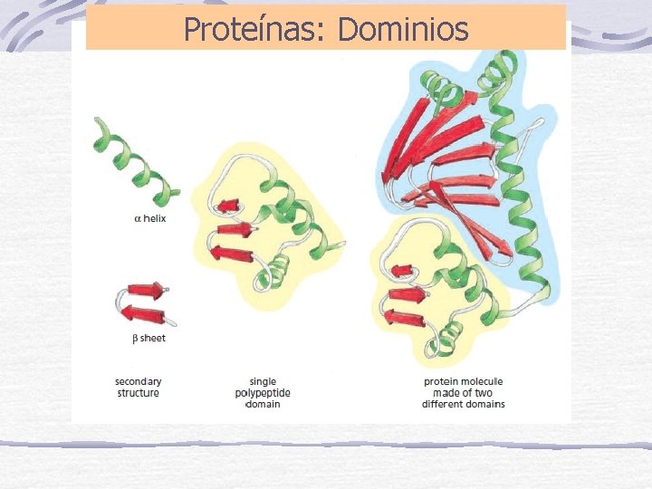 Proteínas: Dominios 