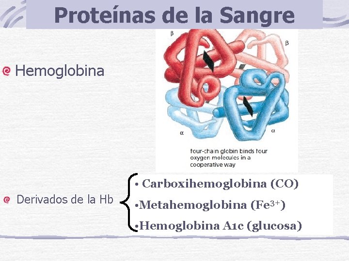 Proteínas de la Sangre Hemoglobina • Carboxihemoglobina (CO) Derivados de la Hb • Metahemoglobina