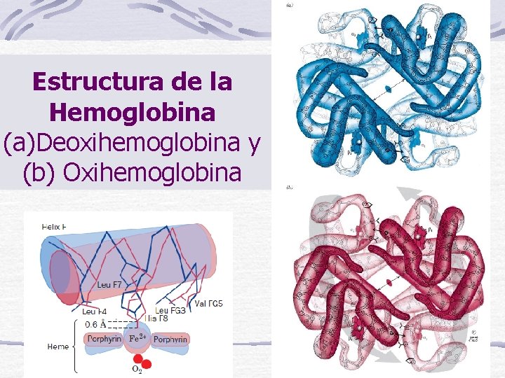 Estructura de la Hemoglobina (a)Deoxihemoglobina y (b) Oxihemoglobina 