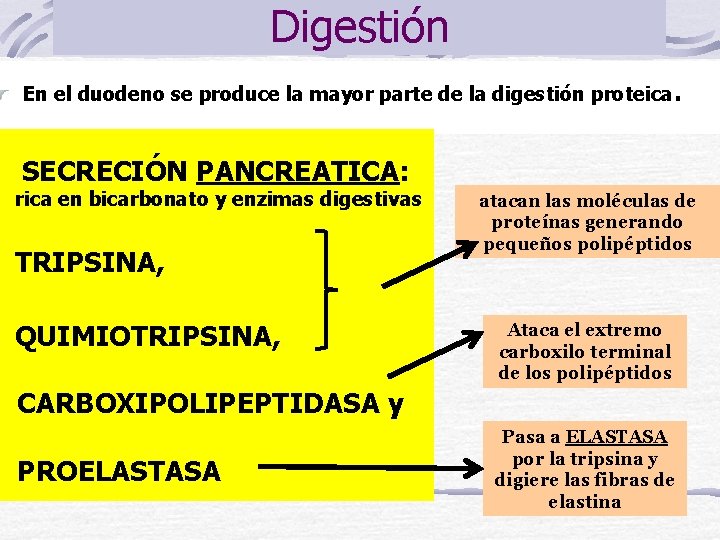 Digestión En el duodeno se produce la mayor parte de la digestión proteica. SECRECIÓN