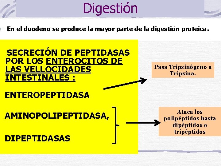 Digestión En el duodeno se produce la mayor parte de la digestión proteica. SECRECIÓN