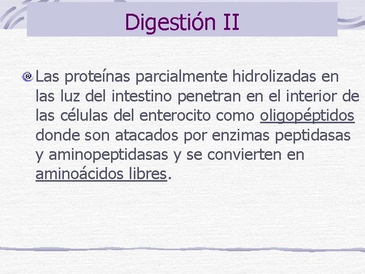 Digestión II Las proteínas parcialmente hidrolizadas en las luz del intestino penetran en el