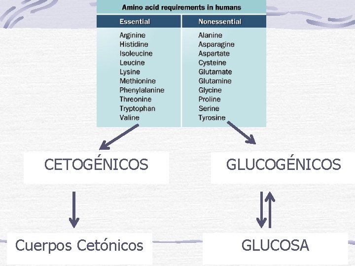 CETOGÉNICOS Cuerpos Cetónicos GLUCOGÉNICOS GLUCOSA 