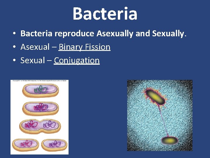 Bacteria • Bacteria reproduce Asexually and Sexually. • Asexual – Binary Fission • Sexual