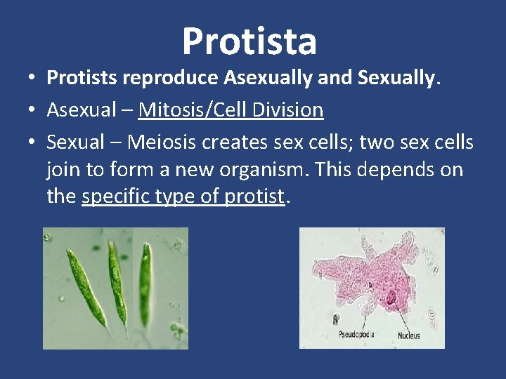 Protista • Protists reproduce Asexually and Sexually. • Asexual – Mitosis/Cell Division • Sexual