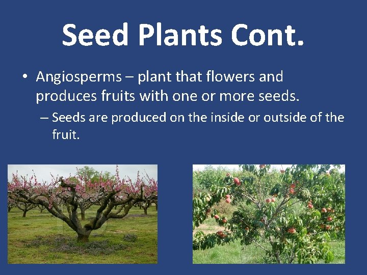 Seed Plants Cont. • Angiosperms – plant that flowers and produces fruits with one