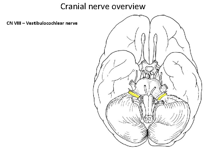 Cranial nerve overview CN VIII – Vestibulocochlear nerve Cranial nerve overview CN VIII – Vestibulocochlear nerve