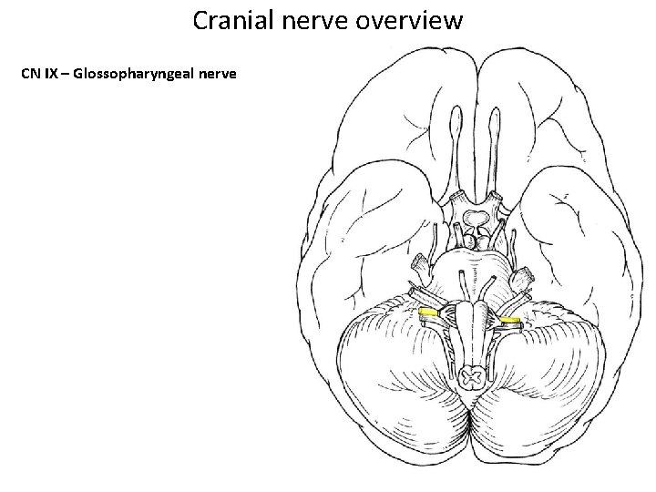 Cranial nerve overview CN IX – Glossopharyngeal nerve 