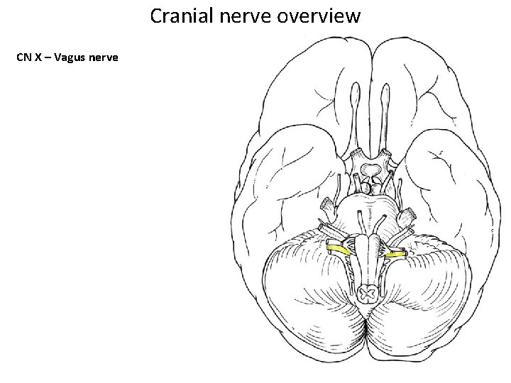 Cranial nerve overview CN X – Vagus nerve Cranial nerve overview CN X – Vagus nerve