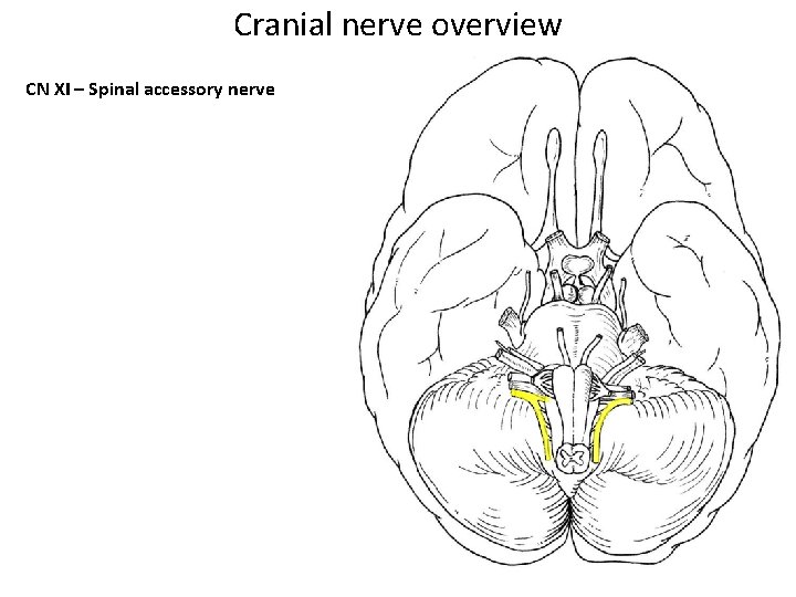Cranial nerve overview CN XI – Spinal accessory nerve 