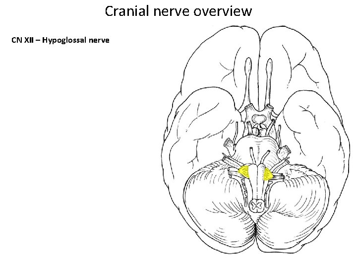 Cranial nerve overview CN XII – Hypoglossal nerve Cranial nerve overview CN XII – Hypoglossal nerve