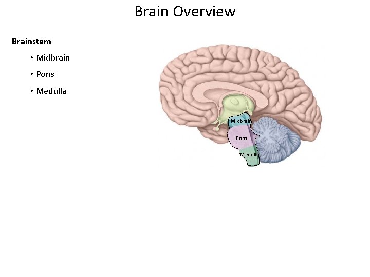 Brain Overview Brainstem • Midbrain • Pons • Medulla Midbrain Pons Medulla 