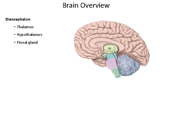 Brain Overview Diencephalon • Thalamus • Hypothalamus • Pineal gland Th HTh P 