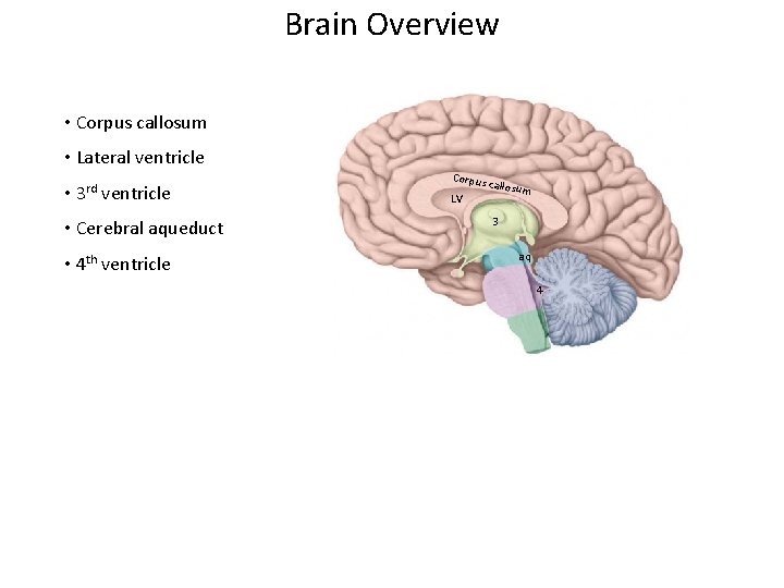 Brain Overview • Corpus callosum • Lateral ventricle • 3 rd ventricle • Cerebral